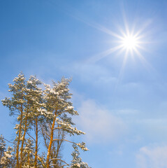 winter snowbound fir tree forest under a sparkle sun, seasonal outdoor forest scene