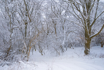 calm winter forest glade in a snow, seasonal natural forest landscape