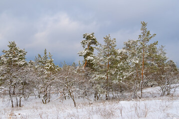 winter snowbound fir tree forest under a cloudy sky