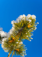 closeup snowbound pone tree branch with cones on blue sky background