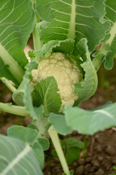 closeup the ripe green cauliflower plant with white flower in the farm field soft focus natural green brown background.