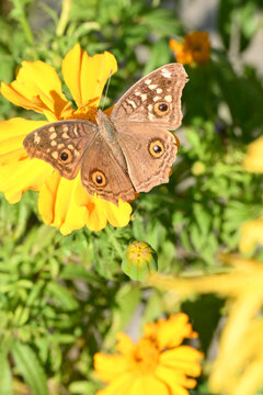closeup the beautiful yellow brown color butterfly hold on the marigold flower with plant soft focus natural green brown background.