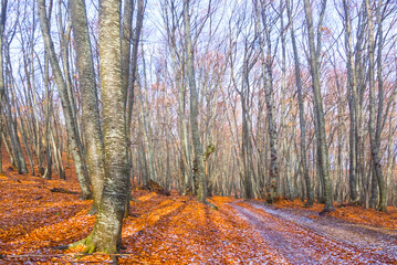 winter beech forest covered by red dry leaves