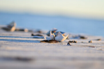 shell on the beach