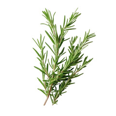 Fototapeta premium rosemary isolated on white or transparent background