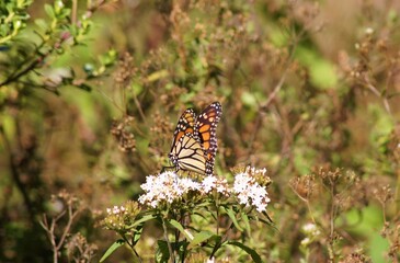 Monarch Butterfly, Rosario Sanctuary, Angangueo, Michoacan, Mexico