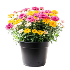 Blooming Chrysanthemum Potted Plant  Colorful Flowers  Garden Decor  Home Decoration  Spri