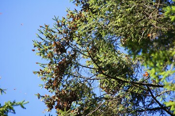 Monarch Butterfly, Rosario Sanctuary, Angangueo, Michoacan, Mexico