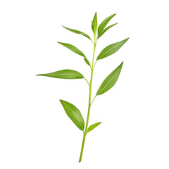 rosemary isolated on white or transparent background