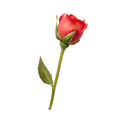 Isolated Red Rose with Green Leaves on Long Stem without Background.