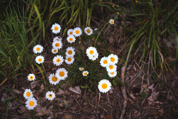 chamomile flowers in the grass, Matricaria chamomilla 