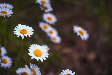 chamomile flowers, Matricaria chamomilla 