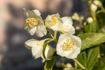 A green bush covered with white flowers.