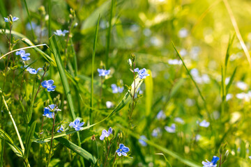 flowers in the grass