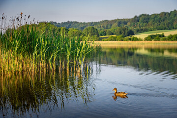 duck on the lake, poland, kashubia