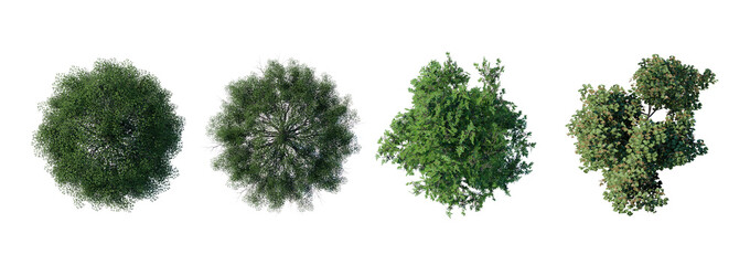 tree top view plant landscape architecture nature garden aerial render. trees branch isolate collection illustration environment green botany urban bush park. tree architecture conifer decorative.