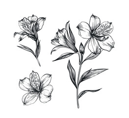 astroemeria set hand drawn. lily flower, bloom petals, varieties bouquet astroemeria vector sketch. isolated black illustration