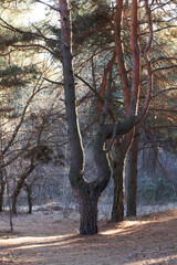 Fototapete bei efototapeten.de bestellen   