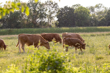 A group of brown cattle grazing peacefully in a sunlit green pasture. The warm light and visible floating particles create a dreamy rural scene surrounded by lush trees in the background.