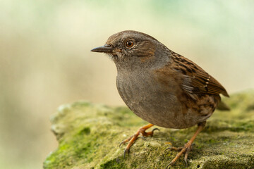 Dunnock sitting on a moss-covered stone. The background is blurred yellow green.