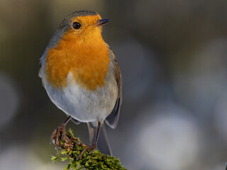 Fototapeta premium Robin sitting on a mossy branch against a dark background and white reflections.