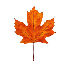 Fototapeta premium a single maple leaf on a transparent background, PNG image, PNG file, Generative art.