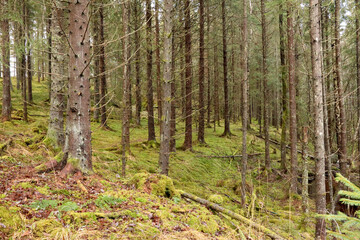 Obraz premium Forest