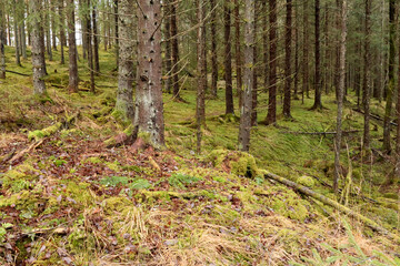 Fototapeta premium Forest