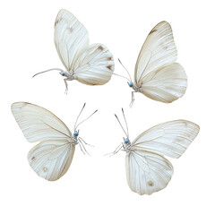a close up of a white butterfly on a transparent background, PNG image, PNG file, Generative art. © Alloca Design Studio