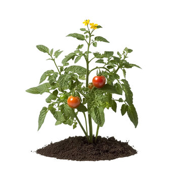 a plant with small flowers growing out of a pile of dirt PNG image, PNG file, Generative art.