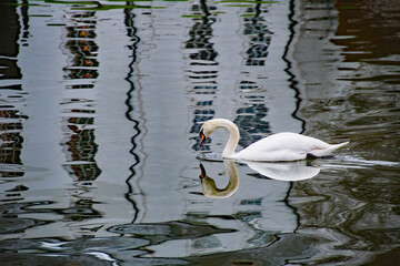 White swan on dark water with a strong reflection of a white building behind. Exceptional image with good copy space.