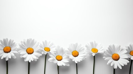 Obraz premium Daisies line a white background elegantly.