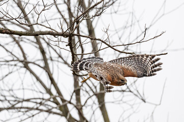 A red shoulder hawk Jan. 24, 2021.