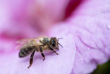 Close-up of a small bee sitting on the petals of a pink hibiscus flower. There is space for text.