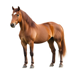 Horse isolated on transparent background