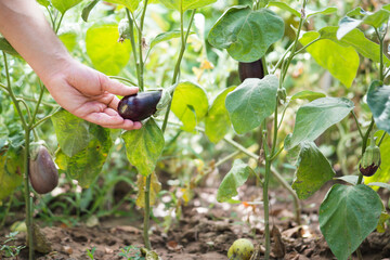 male hand picking organic eggplant	