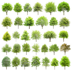 Lush Green Trees Collection  Nature  Foliage  Landscape  Spring  Summer  Deciduous   Envir