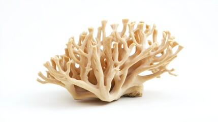 Close-up of a pale, coral-like fungus isolated on a white background.
