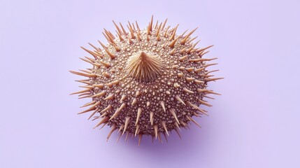 Close-up of a spiky, brown, round seed pod on a purple background.