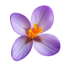 A stunning single saffron crocus flower viewed from above, showcasing delicate petals and vibrant...