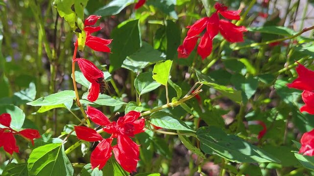 Close up honey bee collect nectar on red flowers Fire sage or Salvia splendens, shaking slightly in the wind at sunny day