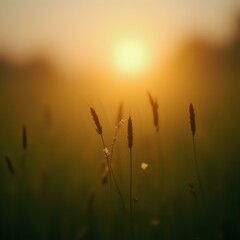 The image captures a serene sunset over a field of tall grass, with the silhouettes of the grass stalks and some dew-covered flowers in the foreground, creating a tranquil and atmospheric scene.