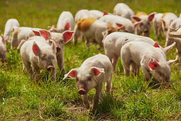 Eco pig farm in the field in Denmark. Cute piglets in the pasture © Виктор Осипенко