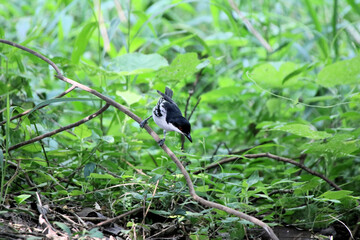 bird on a branch