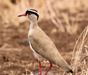 A view of a Plover in Africa