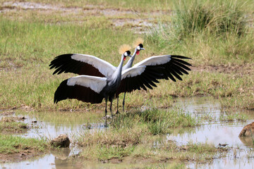 A view of an African Bird in Tanzania showing a Crowned Crane