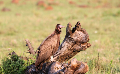A view of an African Bird in Tanzania showing a Vulture