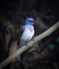 Image of female black-naped monarch(Hypothymis azurea).black-naped monarch or black-naped blue flycatcher is a passerine bird belonging to the family of monarch flycatchers found in asia.