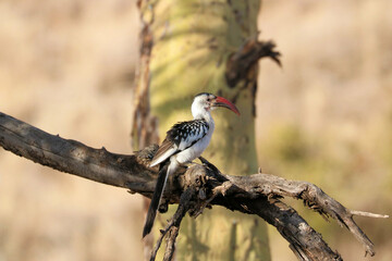 red billed hornbill