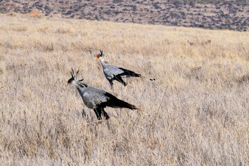 A view of an African Bird in Tanzania showing a Secretary Bird